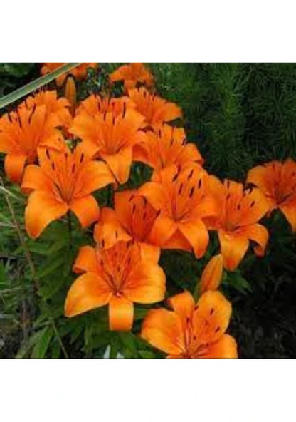 10 Adet Tohum Nadir Bulunan Portakal Zambağı Çiçeği Tohumu Hediye Tohumlu ürün görseli 1