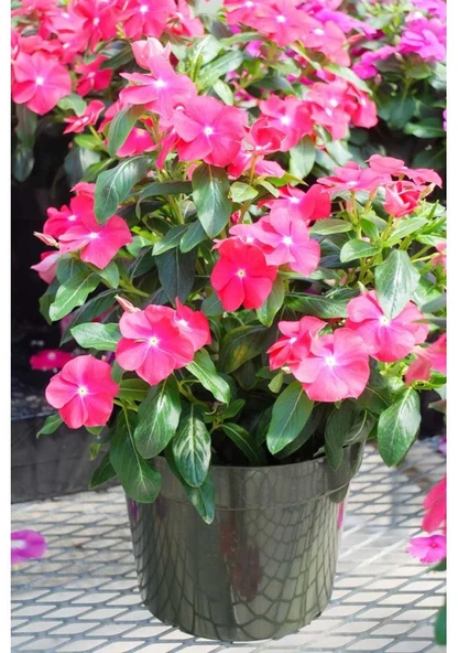 10 Adet Tohum Nadir Pervane Çiçeği Tohumu Hediye Tohumludur ürün görseli 1