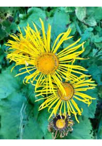5 Adet Tohum Sarı Çoban Çantası Çiçeği Tohumu Andız Otu Tohumu Hediye Tohumlu ürün görseli 1