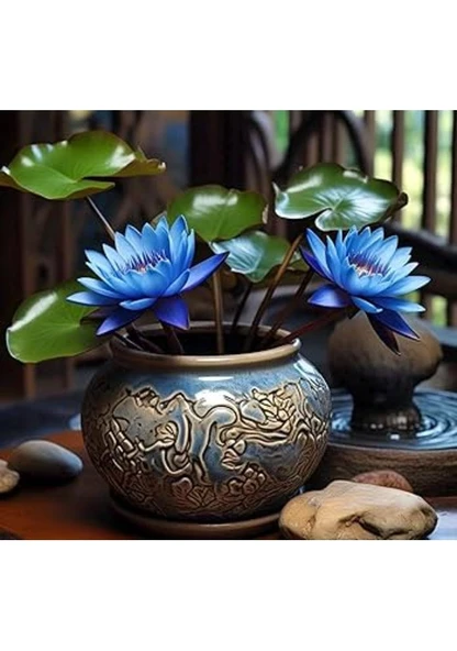 5 Adet Tohum Nadir Organik Mavi Kutsal Asya Lotus Çiçeği Su Zambağı Taze Tohum ürün görseli 1