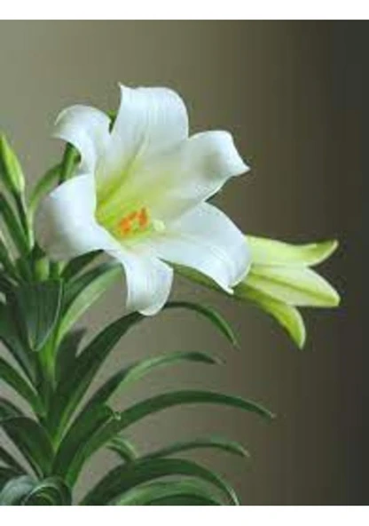 10 Adet Tohum Beyaz Casa Blanca Zambak Tohumu Hediye Tohumlu ürün görseli 1