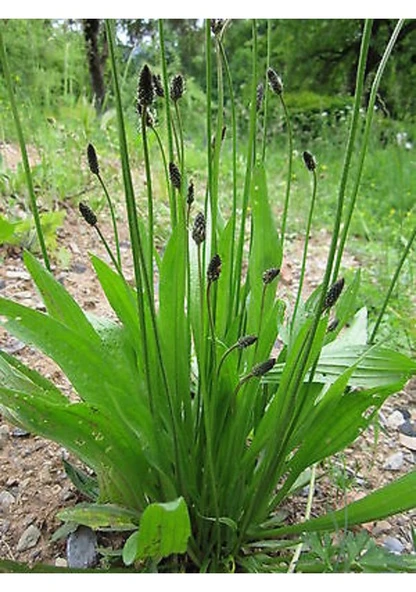 100 Adet Tohum Nadir Bulunan Dar İnce Yapraklı Şifalı Sinir Otu Tohumu Sürpriz Hediye Tohumlu ürün görseli 1