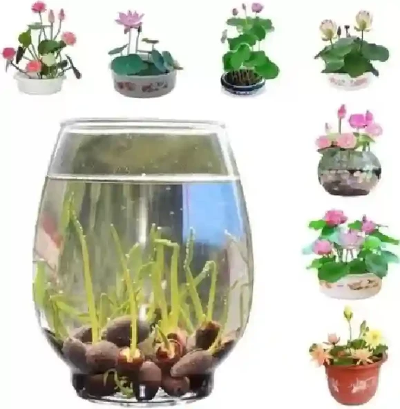 10 Adet Tohum Pembe Japon Lotus Çiçeği Nilüfer Su Zambağı Tohumları Hint - Resim 2