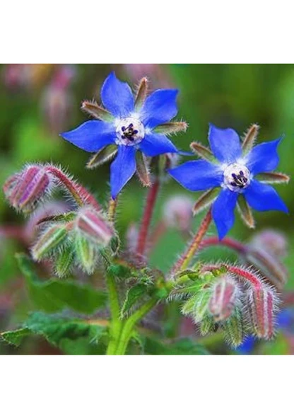 Doğal Hodan Otu Tohumu 20 Tohum Sürpriz Hediye Tohumlu - Resim 2