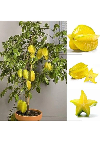 1 Adet Tohum Tropikal Yıldız Meyvesi Ağacı Tohumu Hediye Tohumludur ürün görseli