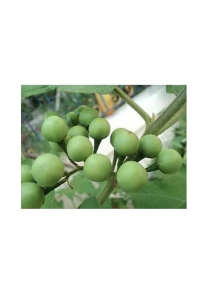 50 Adet Tohum Nadir Mini Bezelye Patlıcanı Tohumu Hediye Tohumludur - Resim 2