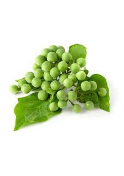 50 Adet Tohum Nadir Mini Bezelye Patlıcanı Tohumu Hediye Tohumludur - Resim 3