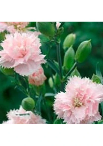 Yumuşak Pembe Renkli Karanfil Çiçeği Tohumu 25 Tohum Sürpriz Hediye Tohumlu - Resim 2
