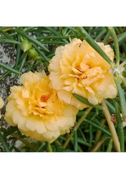 50 Adet Sarı Karanfil Çiçeği Tohumu N11654 Sürpriz Hediye Tohumlu Kaliteli İthal Tohum ürün görseli 1