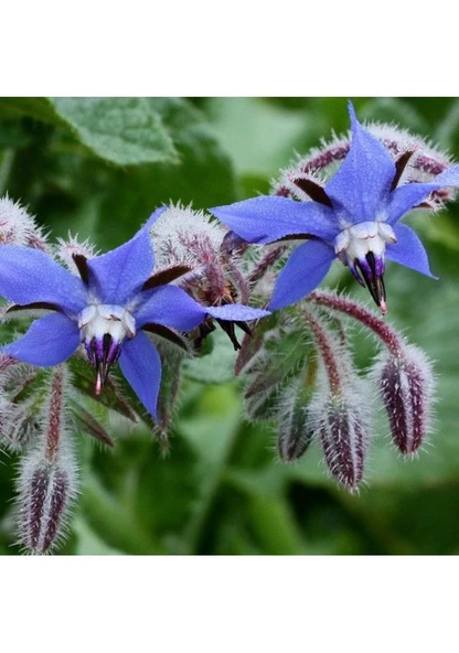 Doğal Hodan Otu Tohumu 20 Tohum Sürpriz Hediye Tohumlu ürün görseli 1