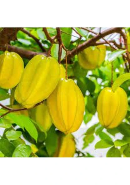 1 Adet Tohum Tropikal Yıldız Meyvesi Ağacı Tohumu Hediye Tohumludur - Resim 2