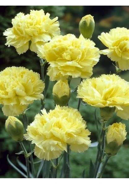 20 Adet Sarı Karanfil Çiçeği Tohumu N11654 Sürpriz Hediye Tohumlu ürün görseli 1