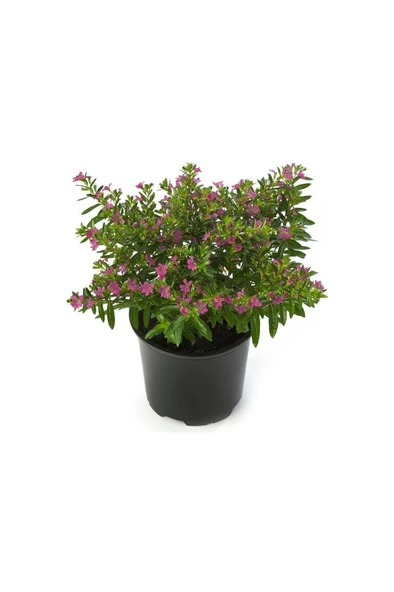 Kufeya (Cennet Çiçeği) Pembe Fidanı 10-20 cm ürün görseli