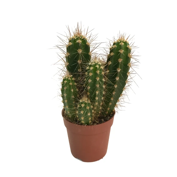 Neocardinazia Herzogiana (Kaktüs) ürün görseli