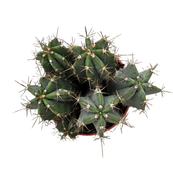 Stenocereus Pruinosus (Kaktüs) - Resim 2