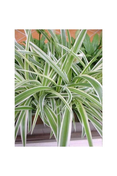 Kurdele Çiçeği (Chlorophytum) Fidanı 10-20 cm ürün görseli