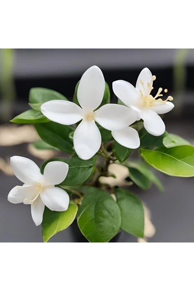 Arap Yasemini Fidanı 10-20 cm - Resim 2