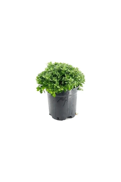 Saksıda Kasımpatı Çiçeği (Chrysanthemum) Sarı 10-20 cm - Resim 2
