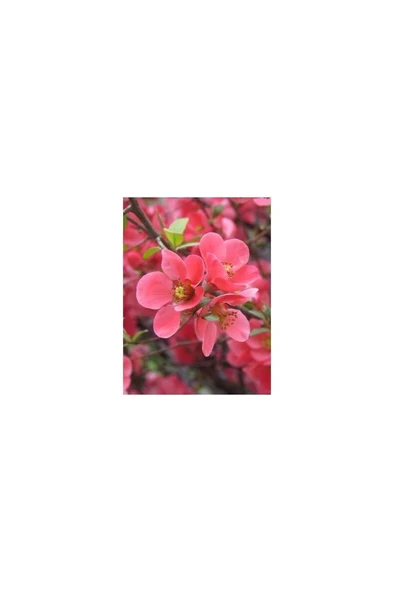 Saksılı Japon Ayvası Bahar Dalı Fidanı 20-30 cm Chaenomeles Japonica - Resim 3