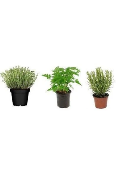 Rosmarinus Officinalis Biberiye Fidanı, Saksıda 10-20 cm - Resim 2