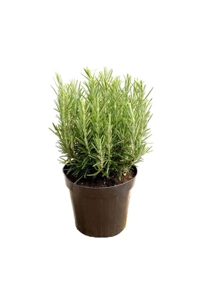 Saksılı Biberiye Fidanı 1 Adet 15-25 cm Rosemary ürün görseli