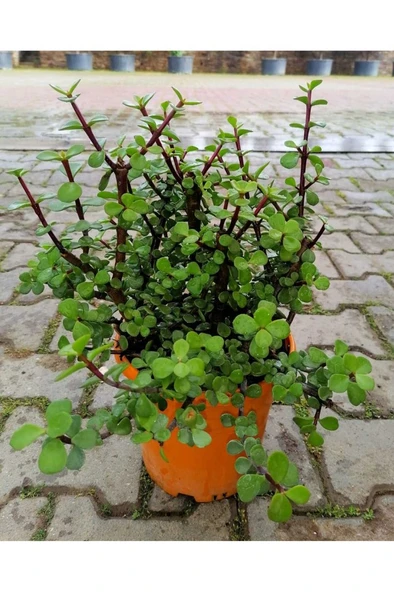 Yeşim Çiçeği Fidanı 10-20 cm ürün görseli