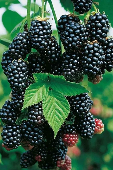 Chester Böğürtlen Fidanı Saksılı 30 - 40cm ürün görseli