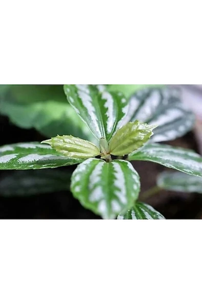 Silver Begonia Seedling Gümüş Begonya Fidanı 10-20 cm ürün görseli