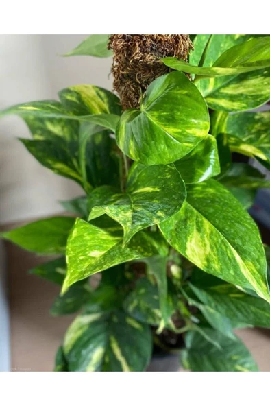 Potos Sarmaşığı Epipremnum Aureum 10-20 cm ürün görseli