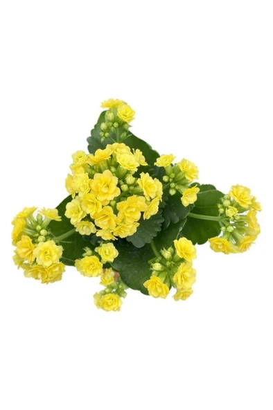 Yellow Kalanchoe Seedling Sarı Kalanchoe Fidanı (Kalanşo) 10-20 cm ürün görseli