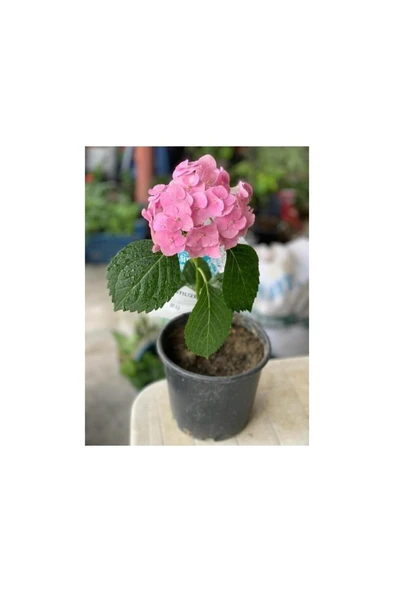 Ortanca Fidanı Hydrangea Mocnophylla 10-20 cm ürün görseli