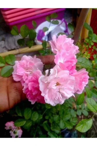 Yediveren Kokulu Isparta Gül Fidanı Reçellik 10-20 cm - Resim 5