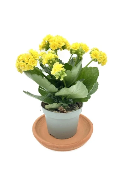 Yellow Kalanchoe Seedling Sarı Kalanchoe Fidanı (Kalanşo) 10-20 cm - Resim 2