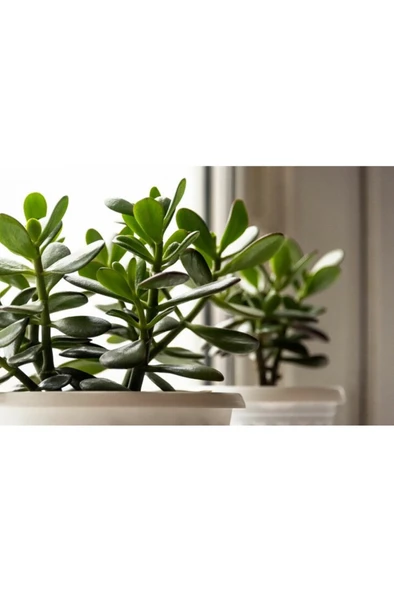 Tree of Abundance Money Tree Bereket Ağacı Para Ağacı Para Çiçeği 10-20 cm - Resim 2