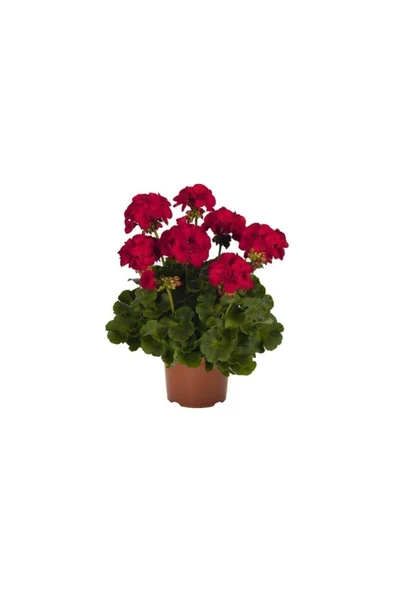 Koyu Kırmızı Sardunya Çiçeği Fidanı 10-20 cm ürün görseli