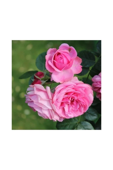 Isparta Gül Fidanı Yediveren Kokulu 10-20 cm ürün görseli