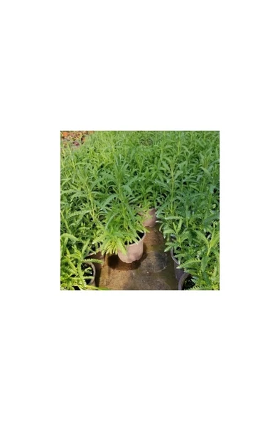 Bir Yaşında Köklenmiş Lavanta Fidanı Saksıda 10-20 cm - Resim 3