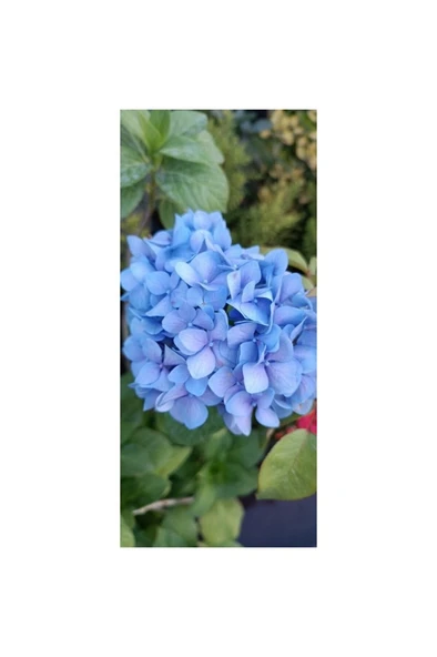 Ortanca Fidanı Hydrangea Macrophylla 10-20 cm ürün görseli
