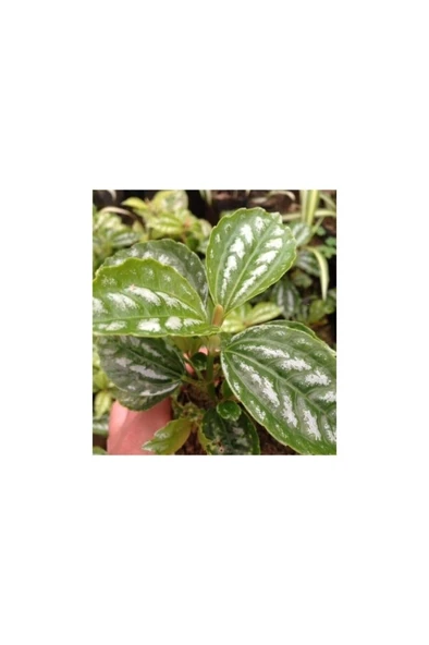 Silver Begonia Seedling Gümüş Begonya Fidanı 10-20 cm - Resim 2