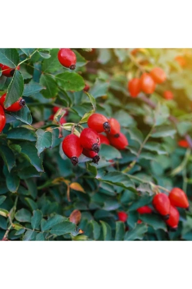 Tüplü Anadolu Şifalı Kuşburnu Fidanı 10-20cm ürün görseli