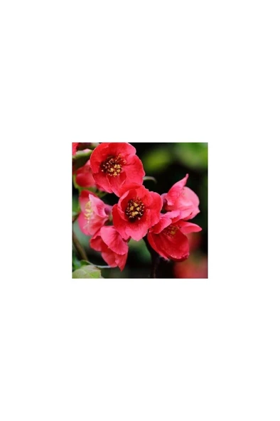 Saksılı Japon Ayvası Bahar Dalı Fidanı 20-30 cm Chaenomeles Japonica - Resim 2
