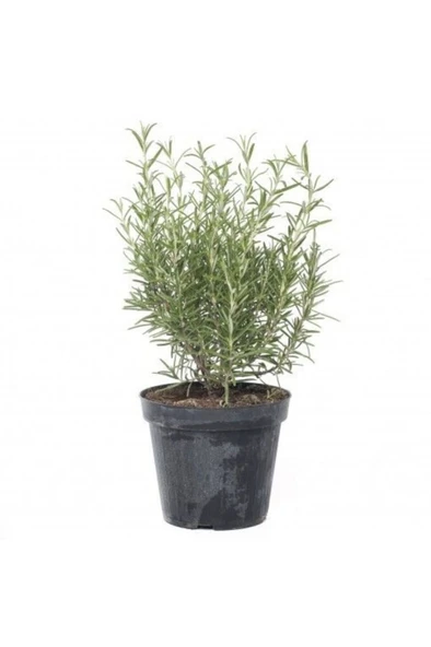 Rosmarinus Officinalis Biberiye Fidanı, Saksıda 10-20 cm - Resim 4