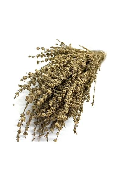 Biorganix Life Şoklanmış Doğal Lavanta Demeti Natural Lavender Bundle 40-50 cm ürün görseli