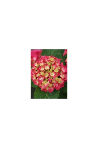 Ortanca Fidanı Hydrangea Macrophylla 10-20 cm ürün görseli