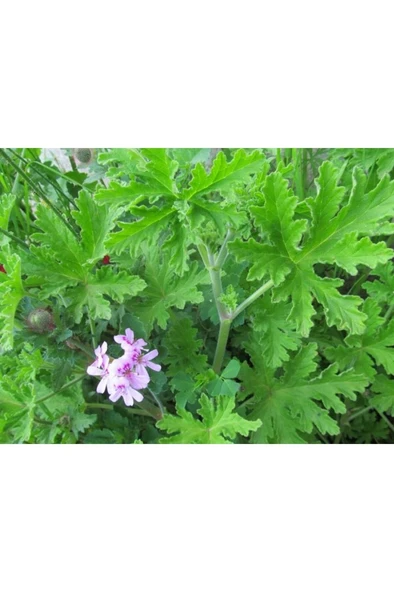 Gül Damlası Fidesi (Muhteşem Kokulu) 2 Adet Itır 10-20 cm ürün görseli