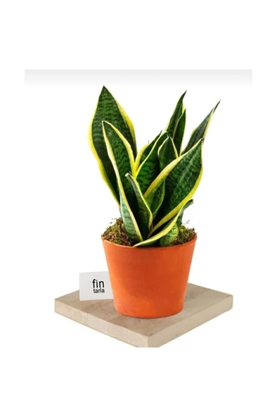 Kılıç Çiçeği Sanseveria Sarı Çizgili 10-20 cm ürün görseli