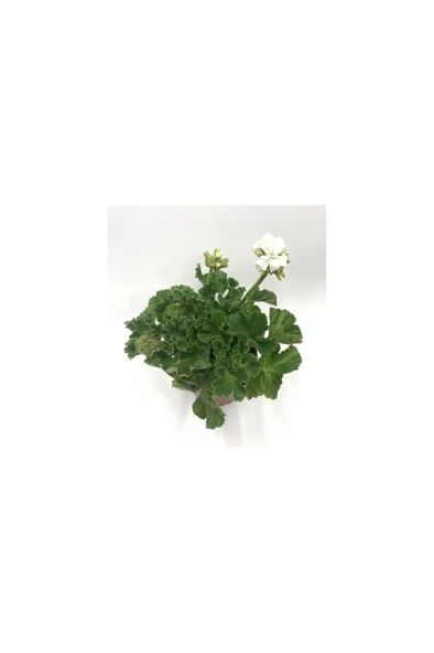 Beyaz Sardunya Çiçeği Fidanı 5-15 cm ürün görseli