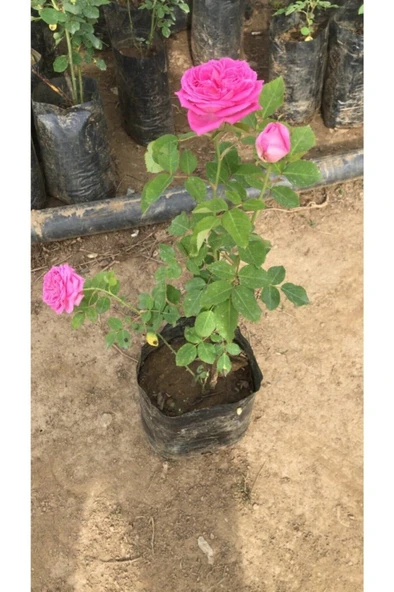 Fragrant Isparta Rose Kokulu Isparta Gülü 10-20 cm - Resim 2