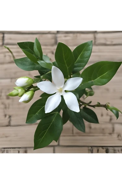 Arap Yasemini Fidanı 10-20 cm - Resim 5