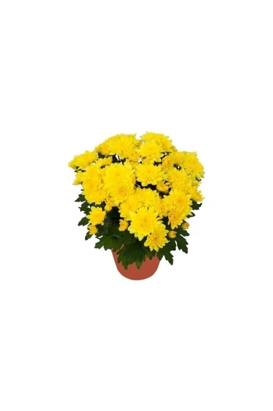 Saksıda Kasımpatı Çiçeği (Chrysanthemum) Sarı 10-20 cm ürün görseli